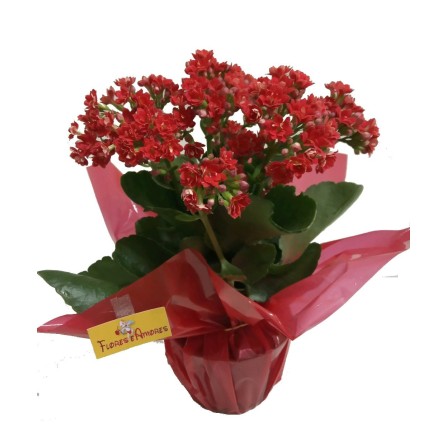 Calandiva  Plantada decorada