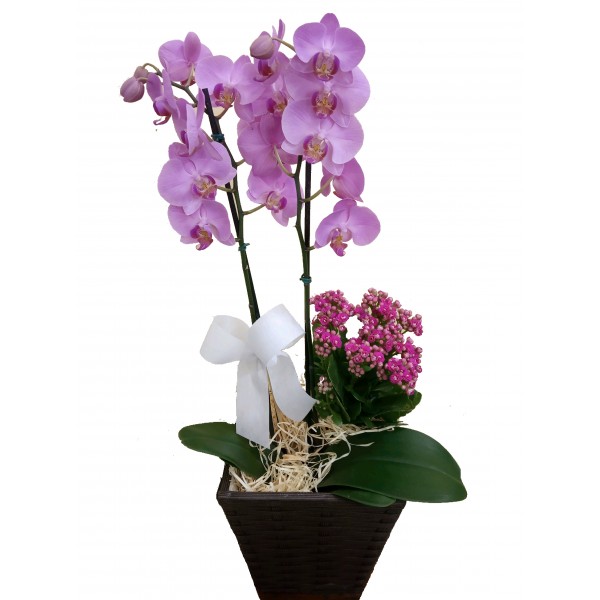 Orquídea Phalaenopsis