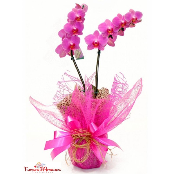 Orquídea Phalaenopsis Especial 2 Hastes