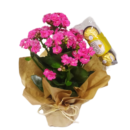 Calandiva Com Ferrero (P)